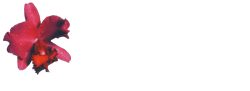 L'Orchidea